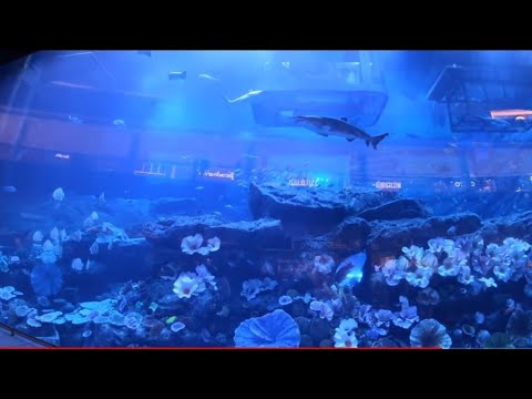 #dubaimallaquarium 🤩🦈🤩 4K Test 🎥Video🎥