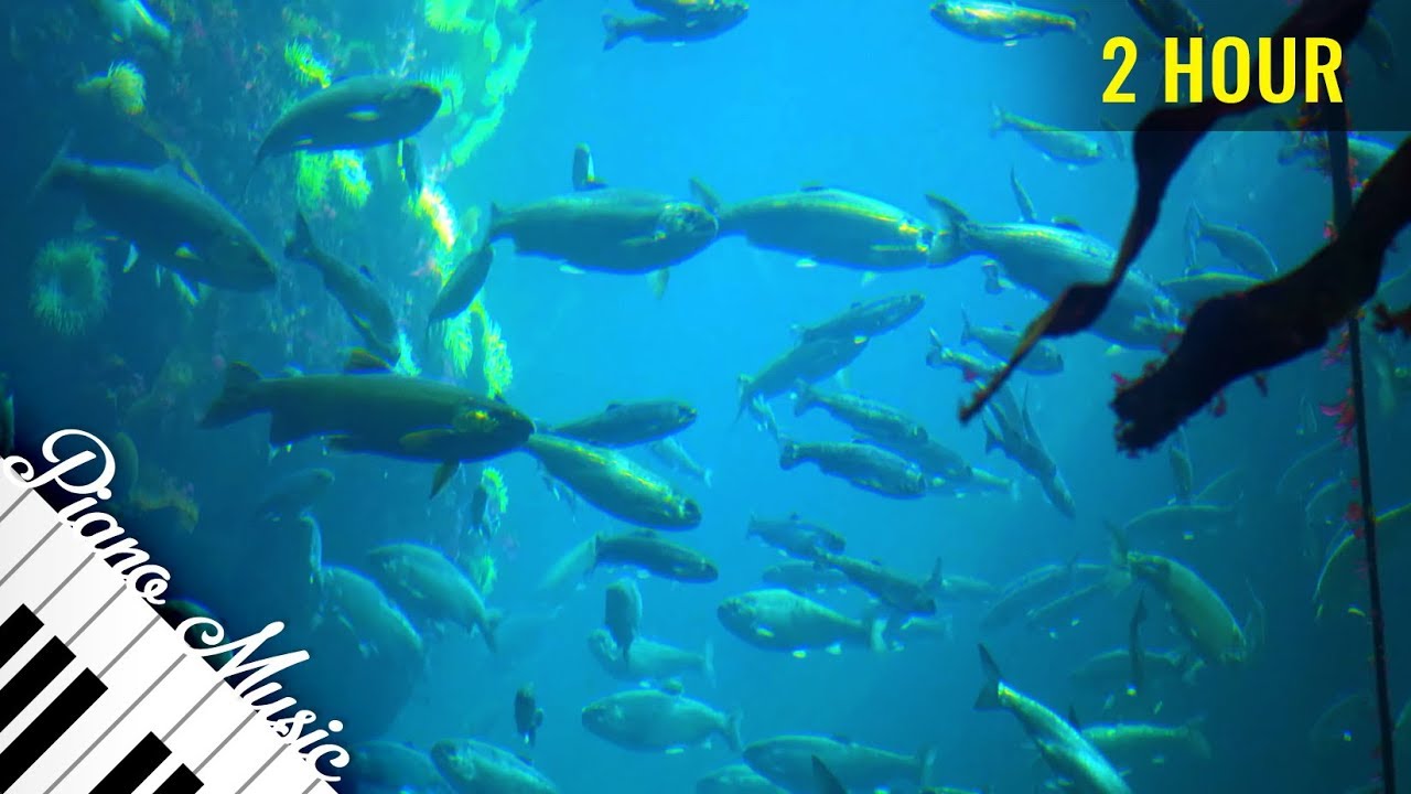 2 HOUR Relaxing Piano Music with Aquarium Fish Under Water View in 4K – Part #80