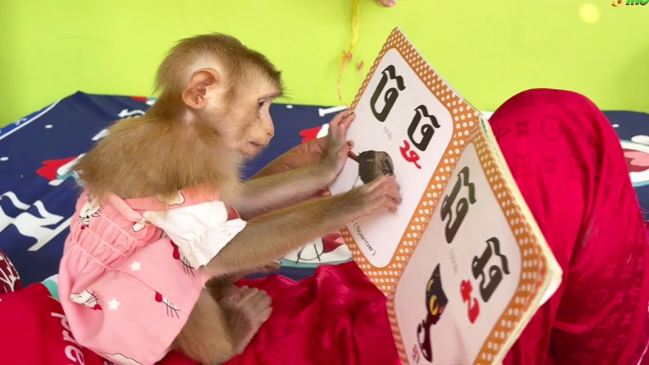 Baby Monkey Interesting Pictures Alphabet In Book Slide