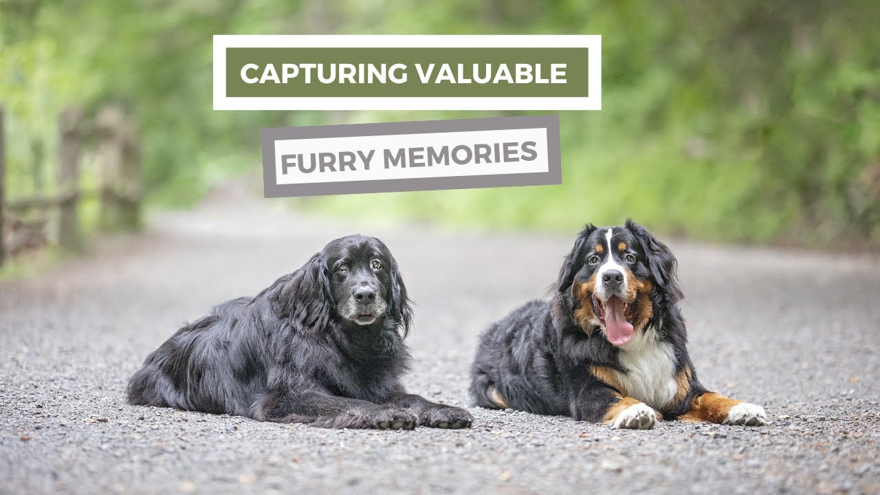 Carol Arscott Photography (Valuable Furry Memories)