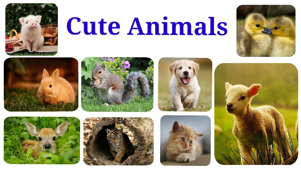 Cute Animals ll Animals Baby ll Cute animals with pictures ll