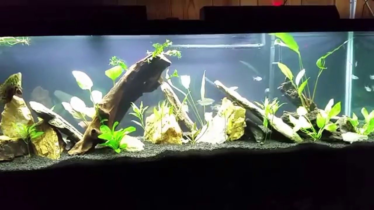 How I reduce glare on my aquraium while filming