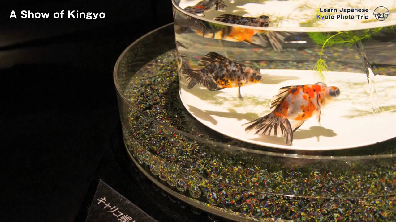 Kyoto Photo Trip to Art Aquarium Castle – Kyoto goldfish of dance –