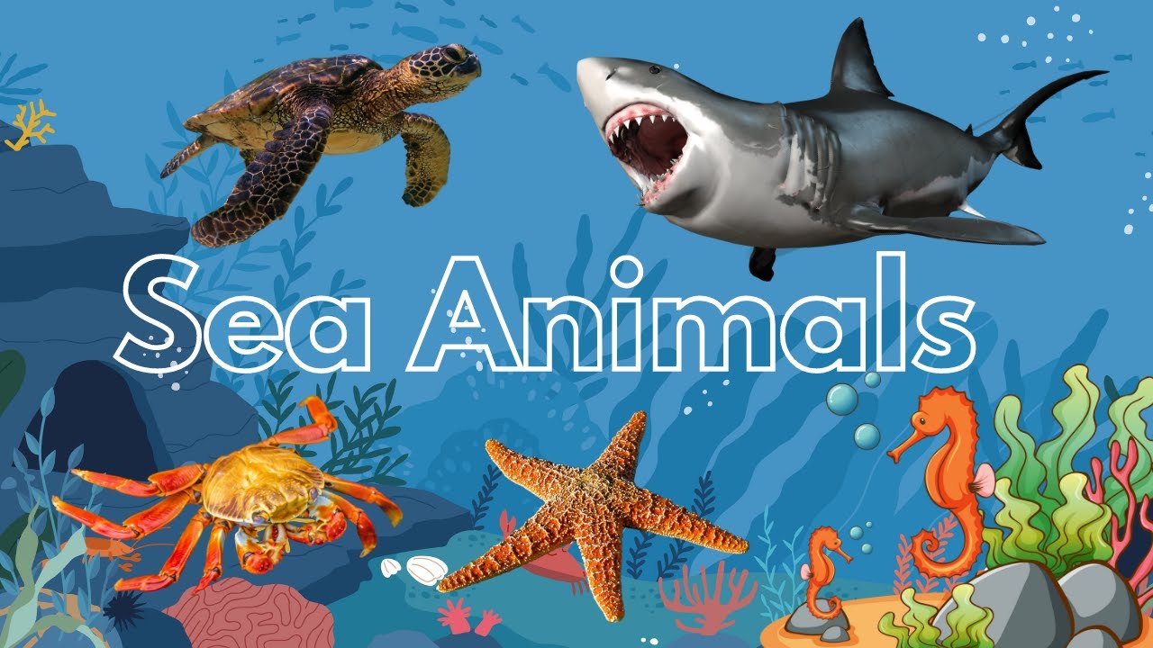 Sea Animals | Learn Sea Animal Names with Pictures | English Vocabulary| Preschool | Kids & Toddlers