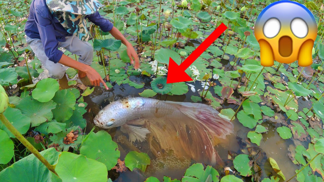 Technique Skill And Found Giant Betta Fish And All Kind Of Bette Fish Near In Rain Season