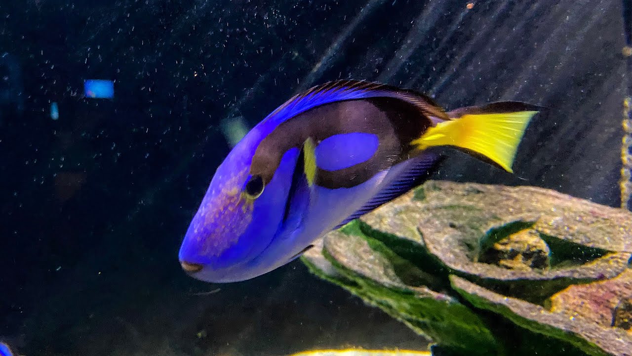 Trip to the National Marine Aquarium