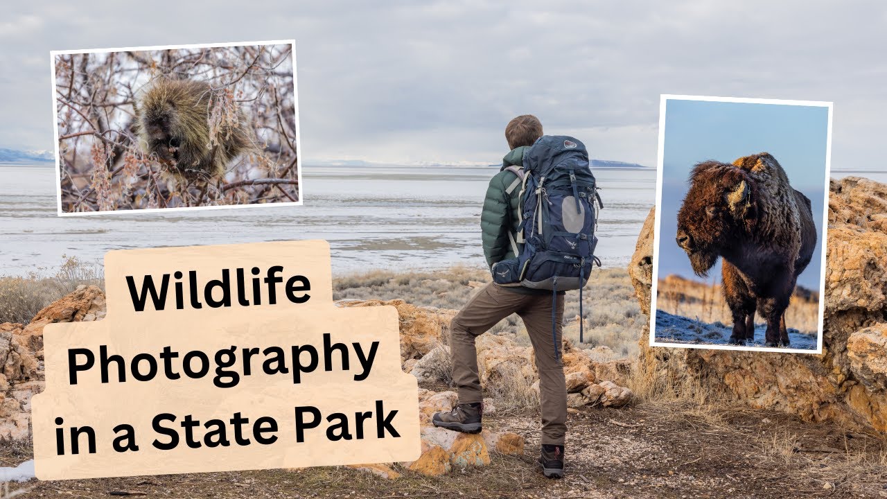Wildlife & Bird Photography at a State Park. The benefits of roadside & National Park photography