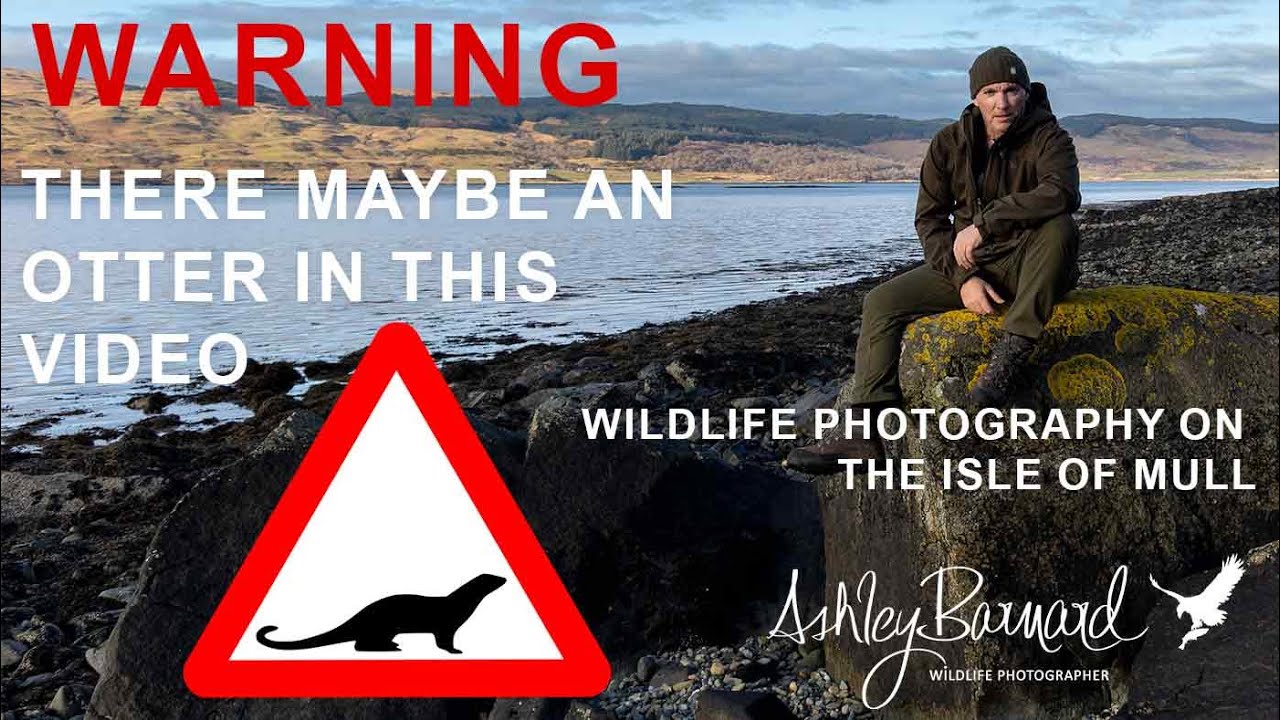 A Scottish Wilderness: An unforgettable Isle of Mull Wildlife Photography Adventure
