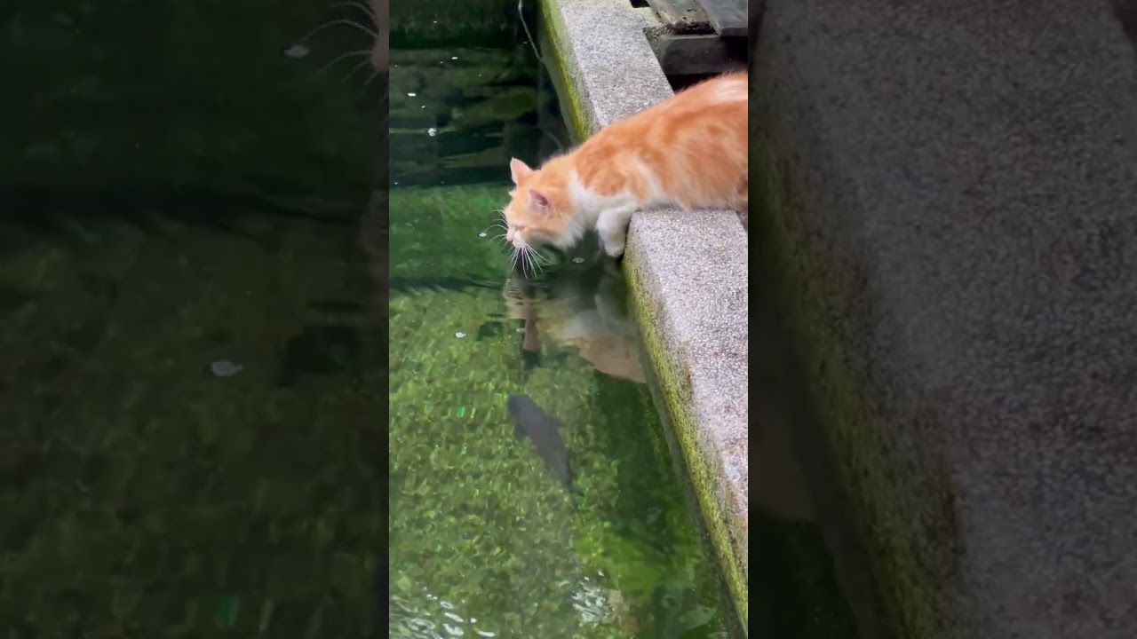 Cats vs Fish | Drinking Water | Slow Motion | Experiments   • BEST RELAX MUSIC • AQUARIUM COLLECTION