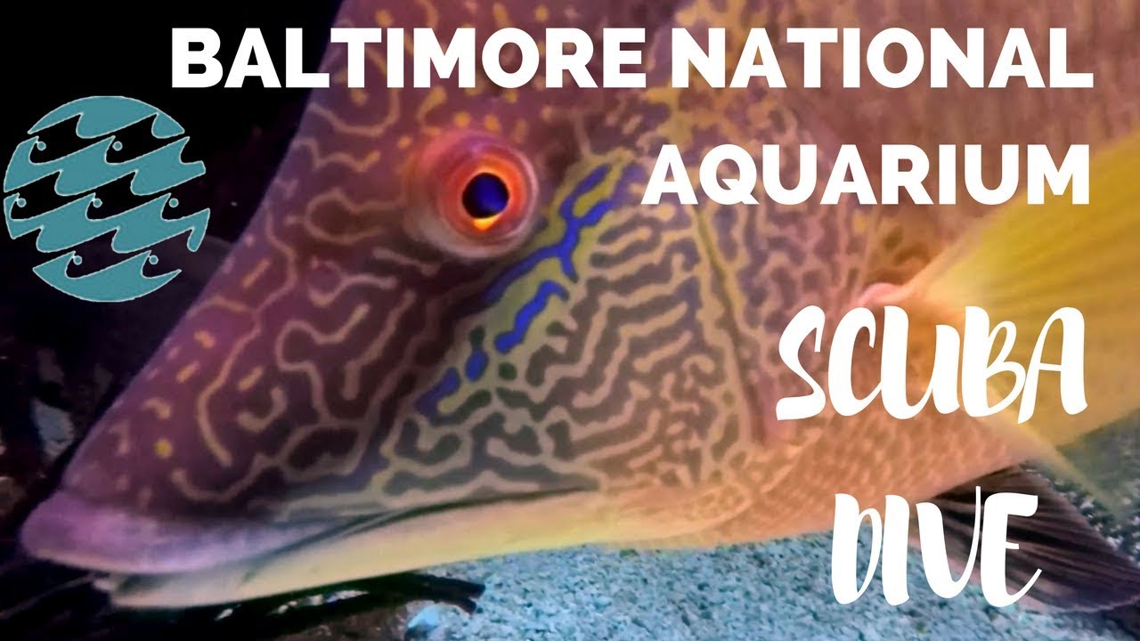 Diving experience in the Baltimore national aquarium – Photo clinic with Atlantic edge dive shop