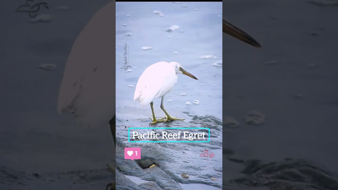 Fish Hunting  of Pacific Reef Egret #subscribe #viral #nature #trending #birds #birdwatching #love
