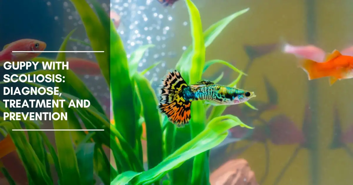 Guppy with Scoliosis: Diagnose, Treatment and Prevention
