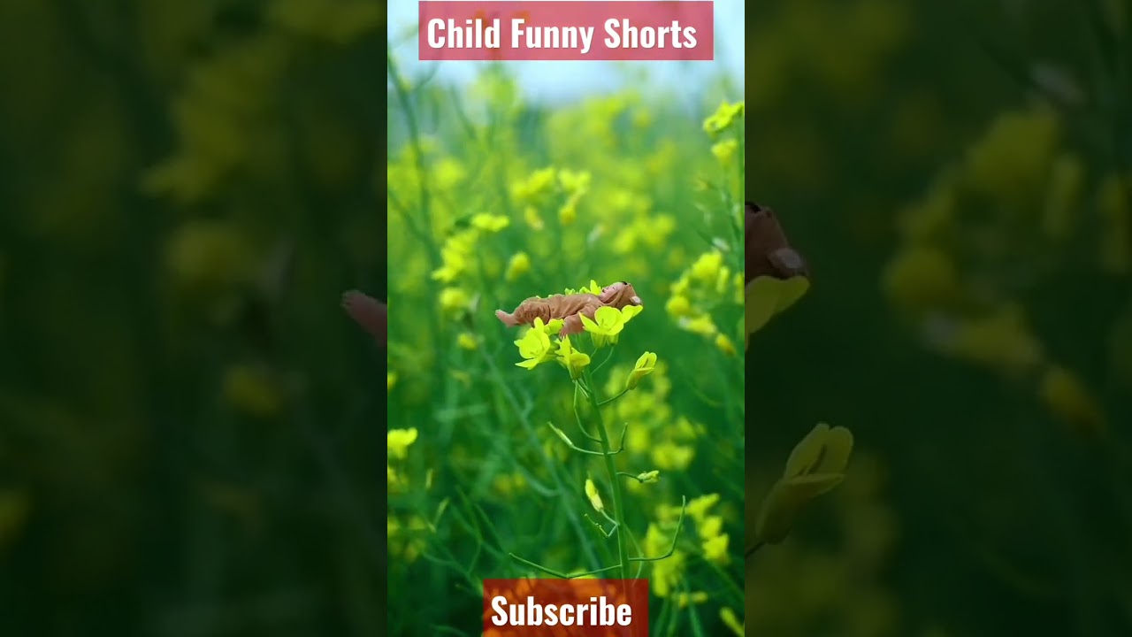 Human cubs, rapeseed, flower, children’s photography #funny #childfun #funnyshorts