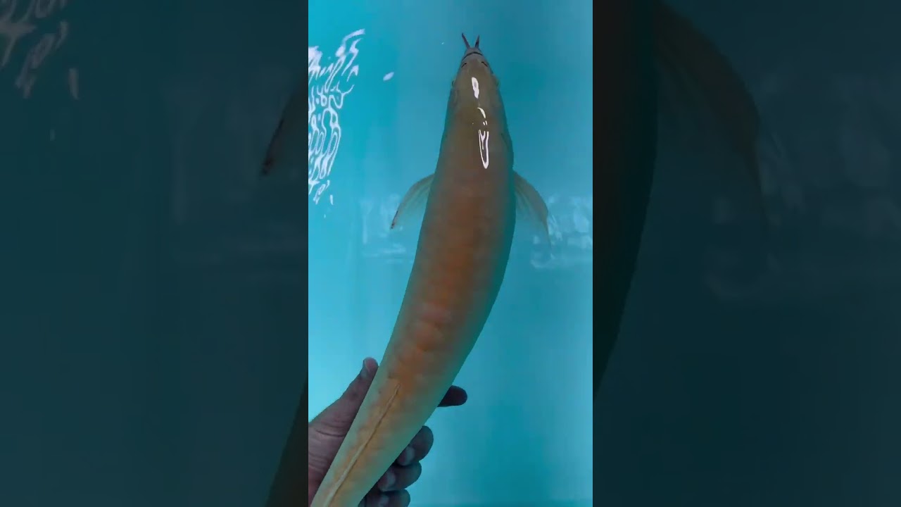 Last moments with my Albino Arowana 😭