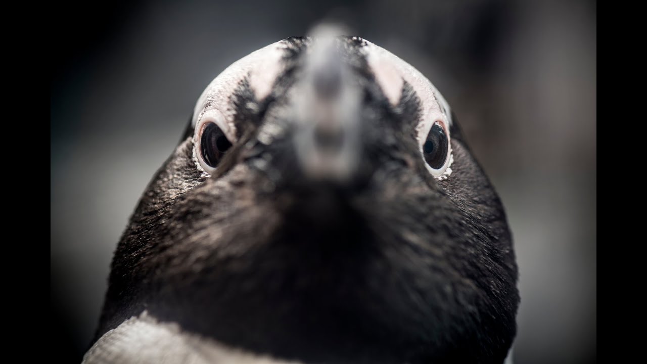 Live African Penguins – Monterey Bay Aquarium