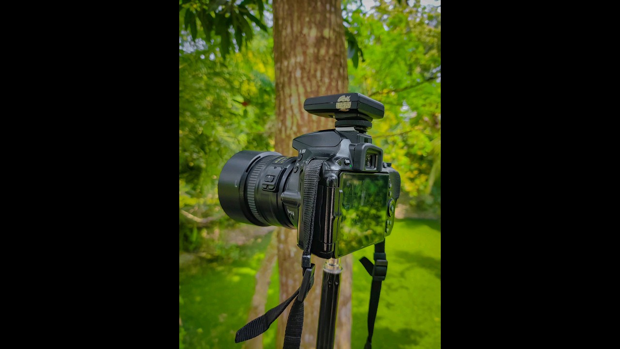 Nikon D5500 With 50mm F1.8 Photography | #shorts #shortvideo #trending