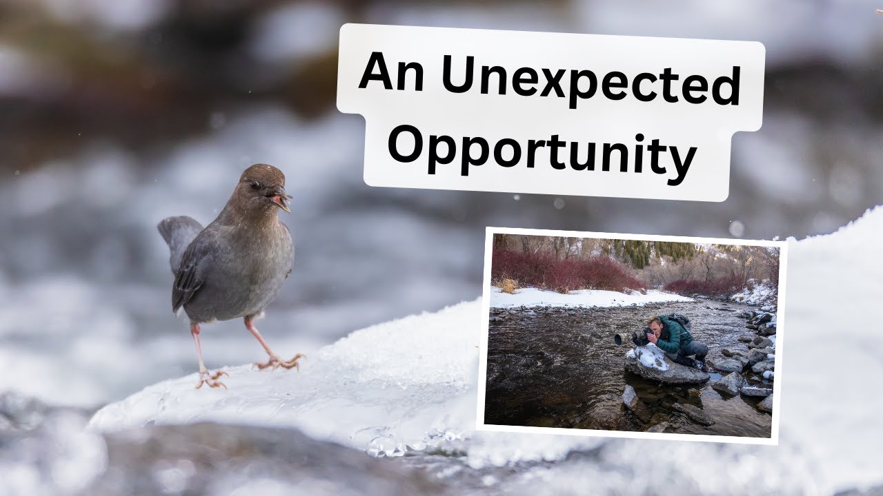 Unexpected opportunities in Wildlife & Bird Photography. Photographing Dippers along the icy river