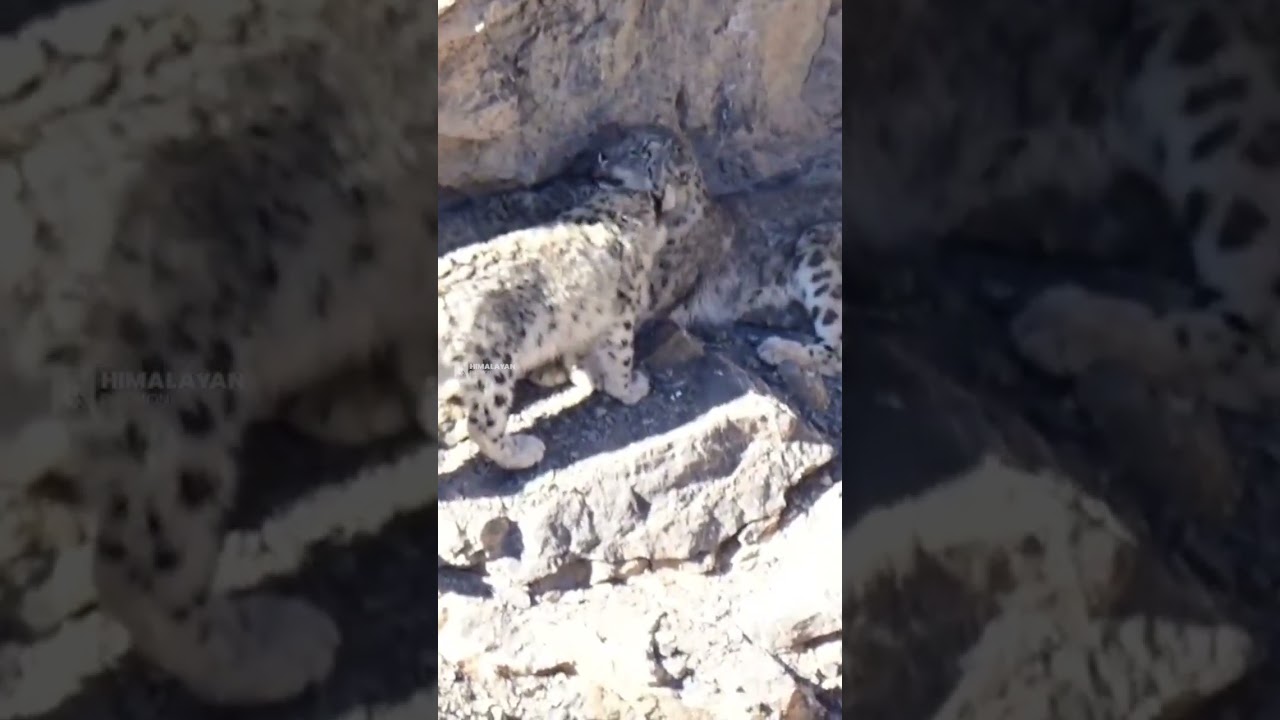 #snowleopard #family #spotted #kibber #village  #spiti #valley #spitivalley #wildlifeindia #wildlife