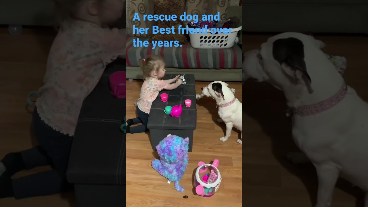 A Pitbull and her toddler best friend. #Rescue #loyaldog #overtheyears #cutedogviral #cutedogvideo
