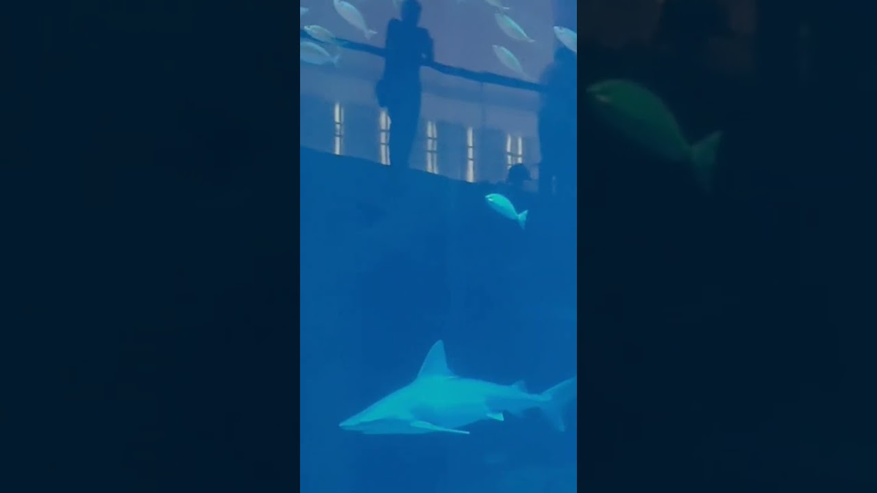 Dubai Aquarium & Underwater Zoo l UAE #shortsvideo