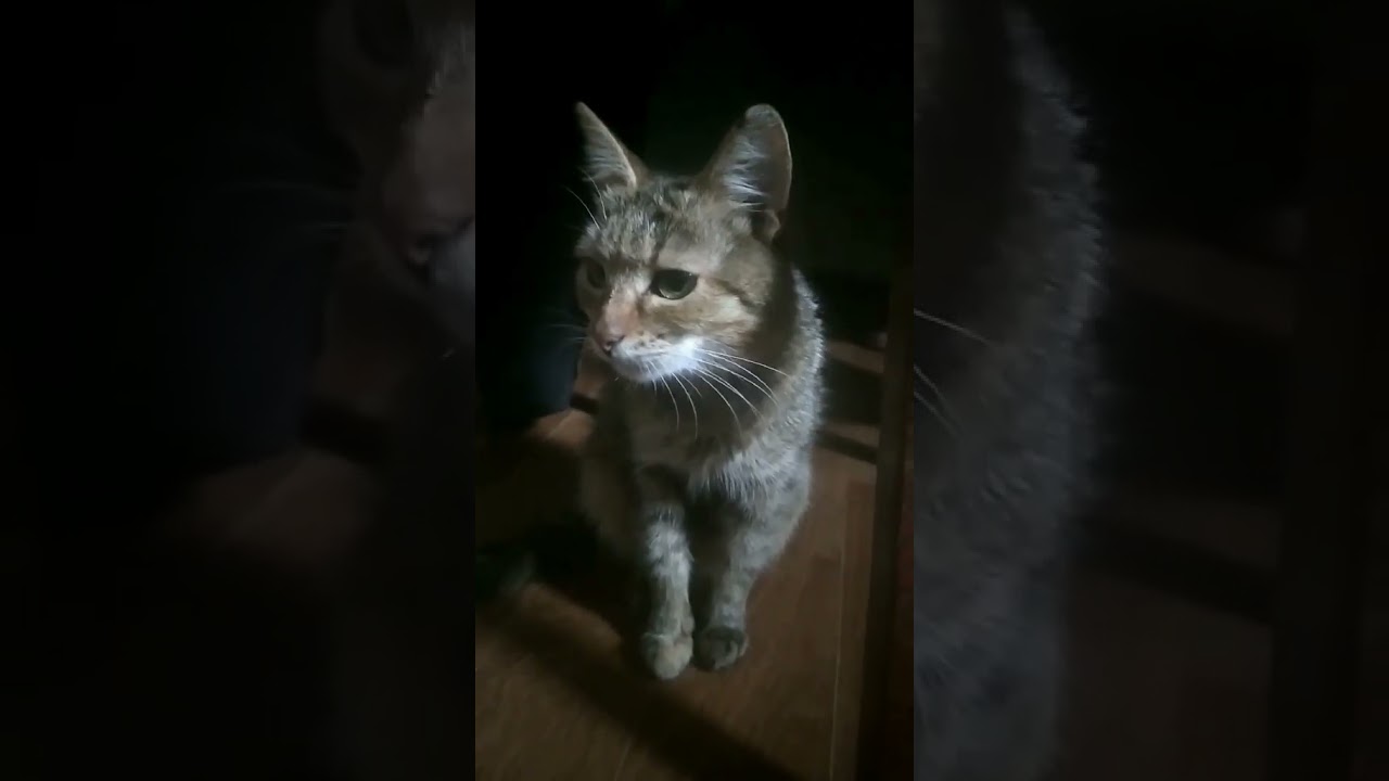 Fluffy and Fabulous