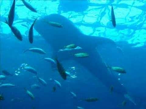 Georgia Aquarium