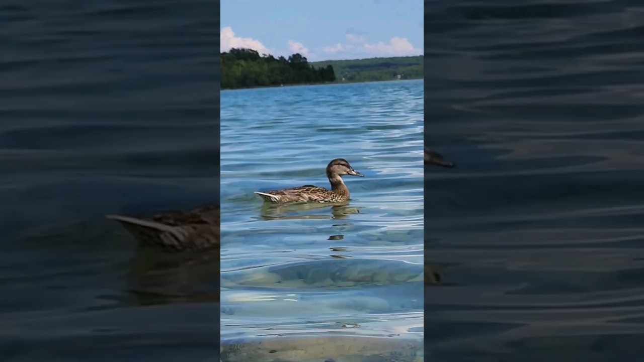 One lonely duck