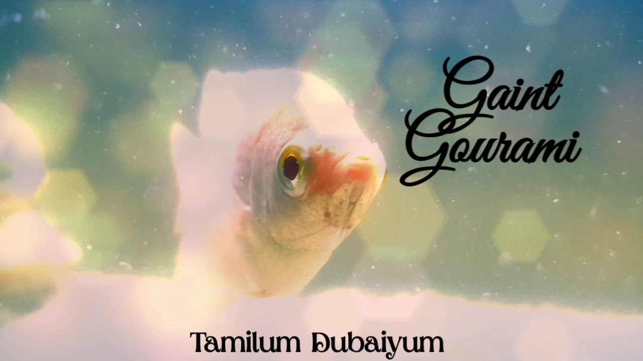 #gaint gowrami fish# Photoshoot#UAE#Sharjah
