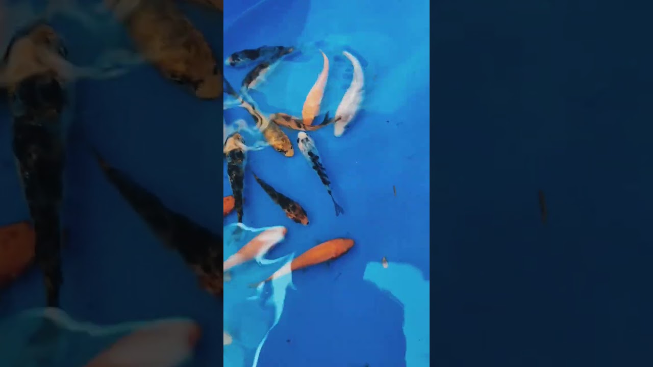 koi🤍karp AVAILABLE