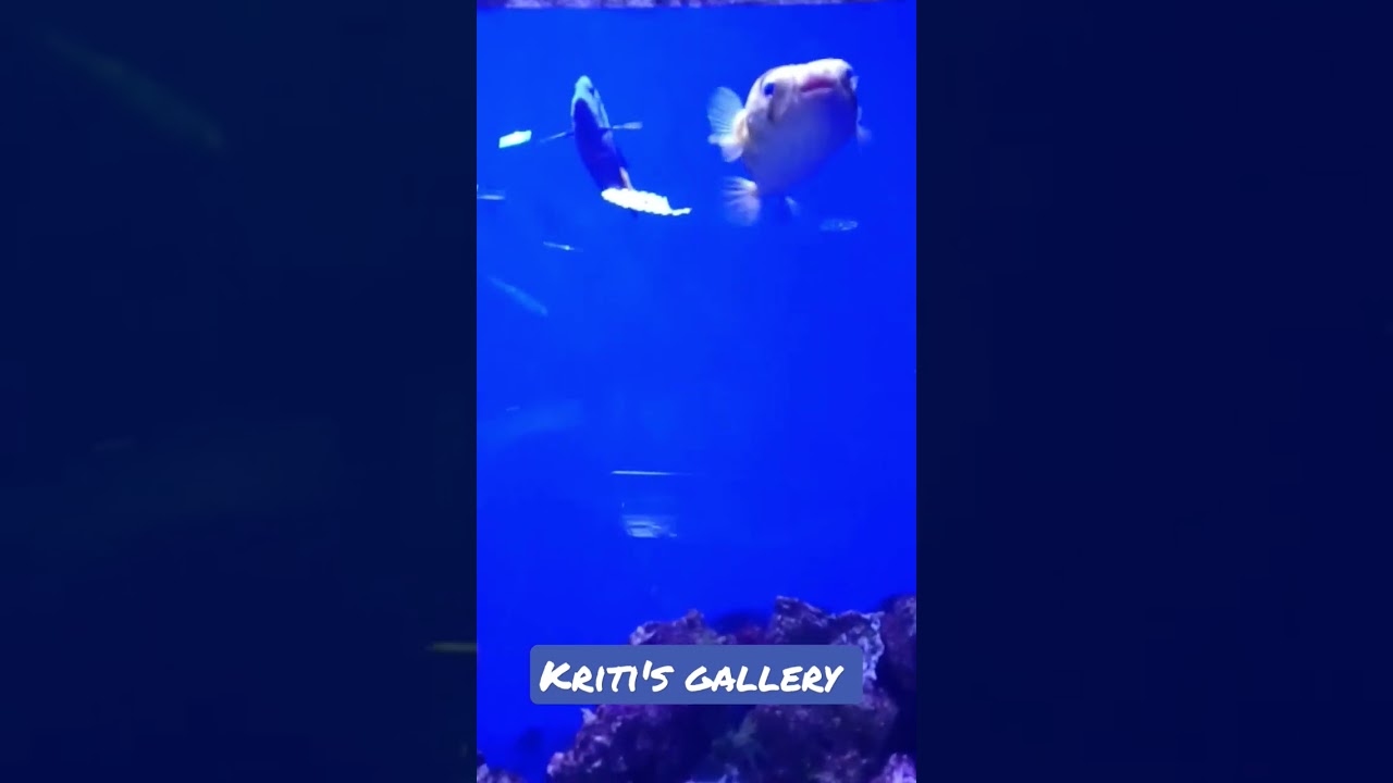 "Diving into the Incredible Underwater World" #shorts #ytshorts#dubaiaquarium #dubai#dubaivlog