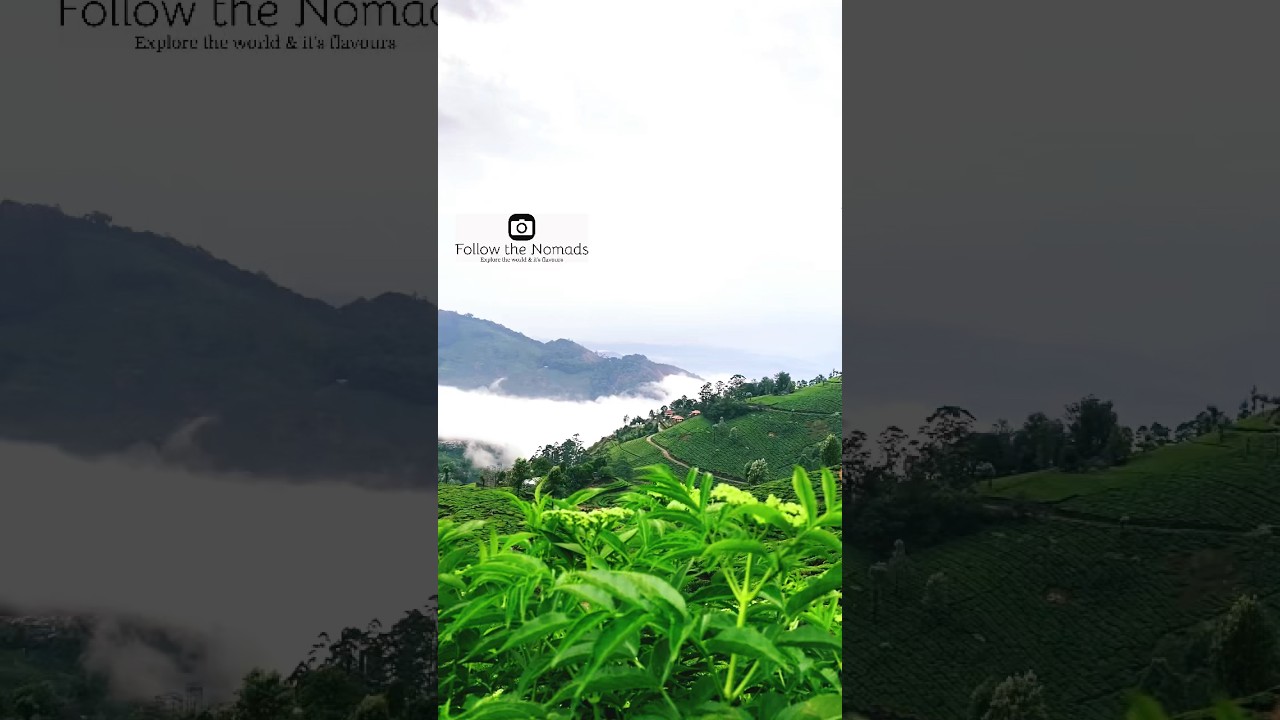 #shorts Idukki vibe #explore #family #photography #idukki #munnar #kerala