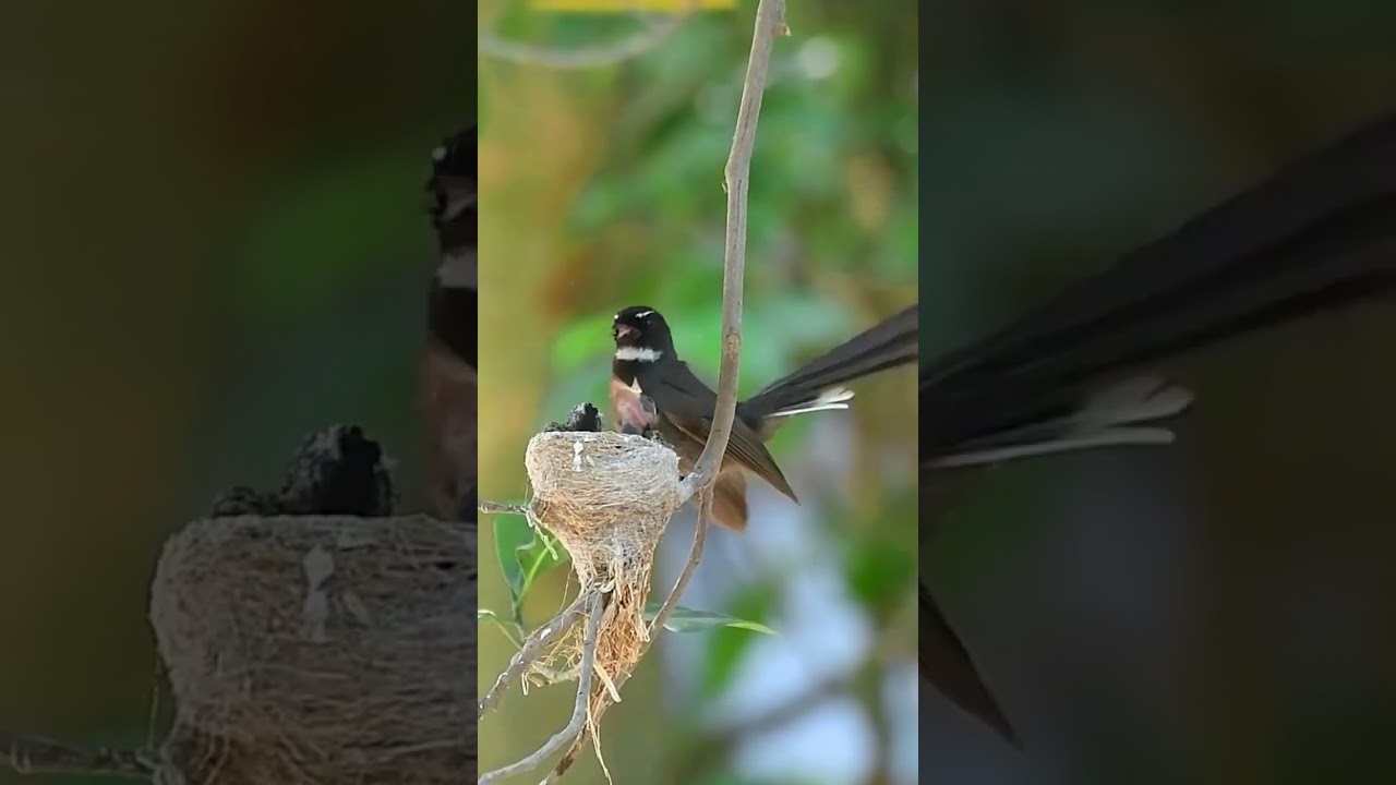An eternal love of Mother for her child's#birdphotography #nature #nikon #shorts #mother #shortvideo