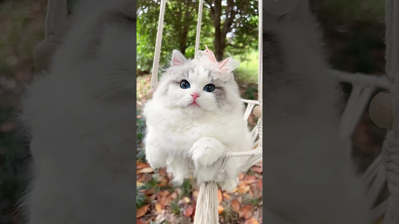 Beautiful Cat Photoshoot | Cat Lover | Cat Videos #shorts #cat #children #catlover  #cutecatshorts