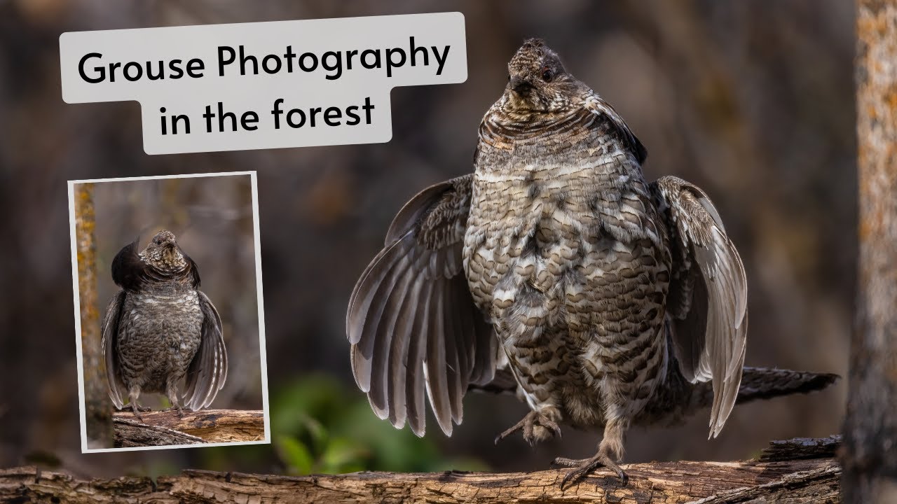 Bird Photography in the forest. Photographing drumming Ruffed Grouse, spring is finally here.