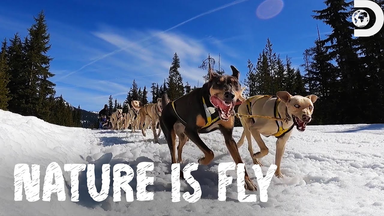 Family Dog Sledding Adventure | Nature is Fly