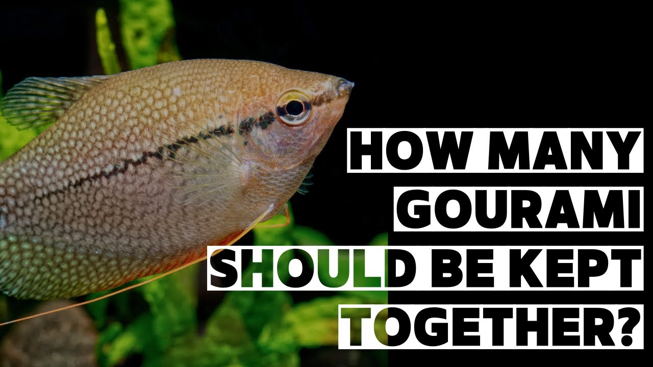 How many gourami should be kept together? #fish #aquarium #gourami