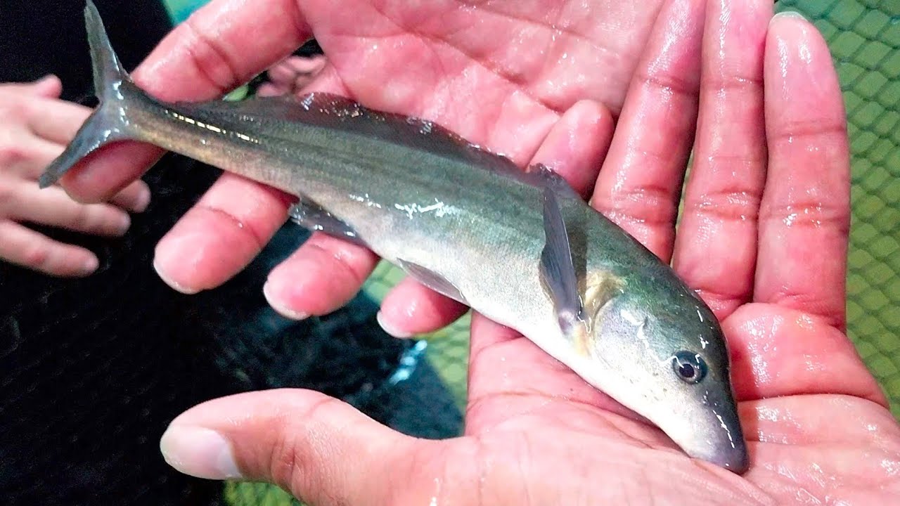 PET BABY DOLPHINS FOR YOUR AQUARIUM!