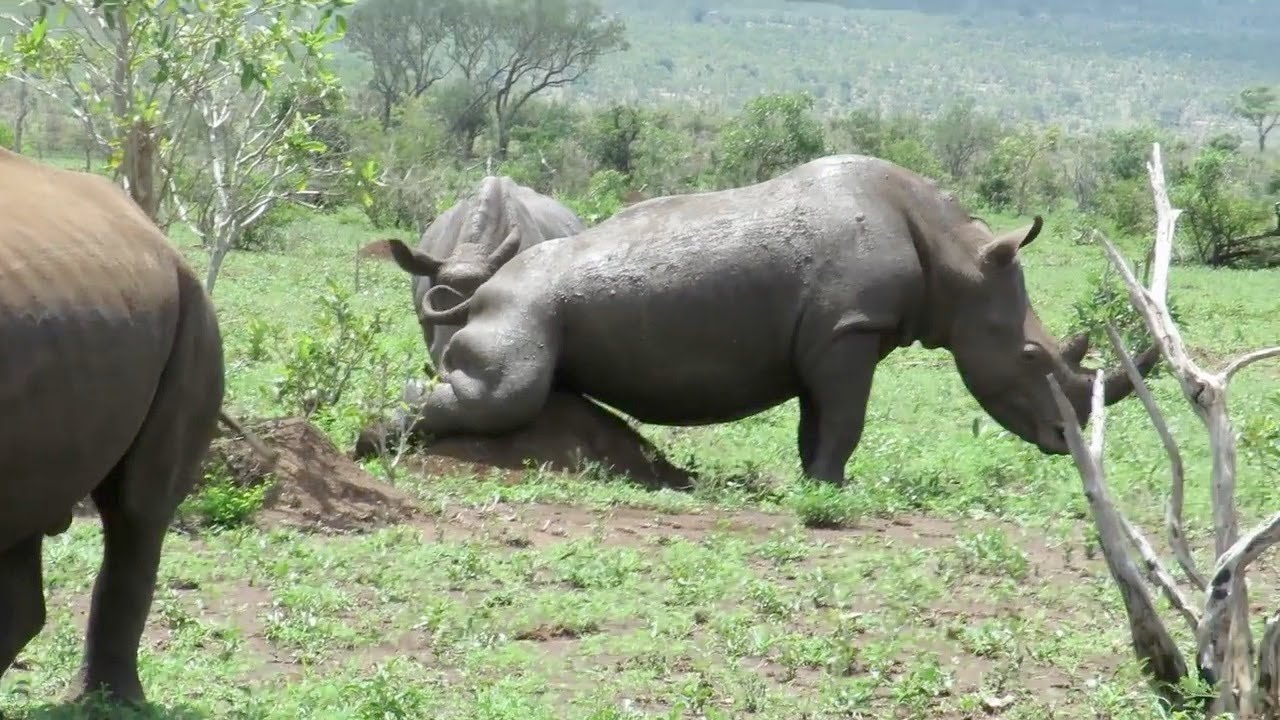 Rhino family scratching hard to reach places