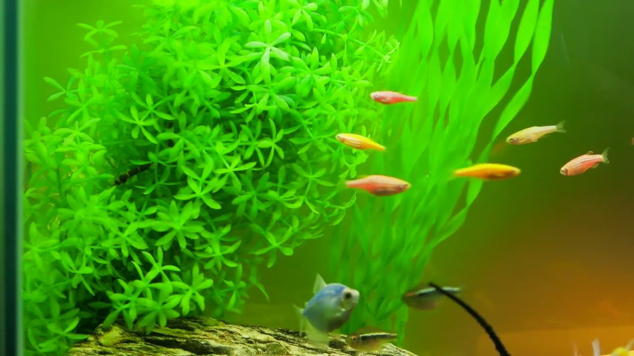 Tetra Akvaryum Balıkları Un Kurdu Puapası Yer mi ? – Do Tetra Aquarium Fish Eat Flour Worm ?
