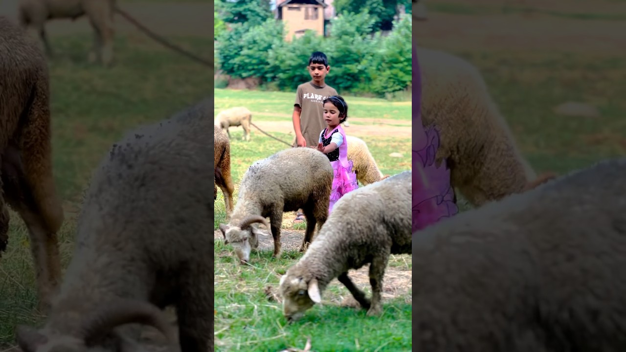 Amber Sai Aaye Hai Pariyon Ki Rani ￼|| @Kmrishfaq  #viral #cute #baby #viral #trending