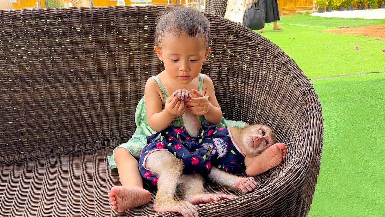 Cute moment! Monkey Kaka lies still for baby Diem to check her hand