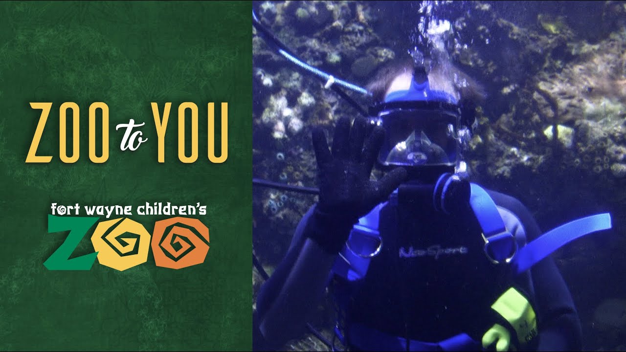 Fort Wayne Children’s Zoo: Aquarium Divers