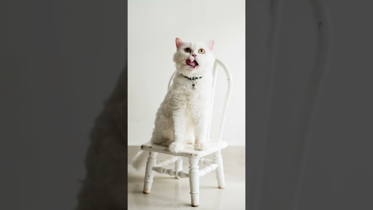 How to do Cats photo shoot 😍😍😍#viral #photoshoot #pets #cats #shorts #photography