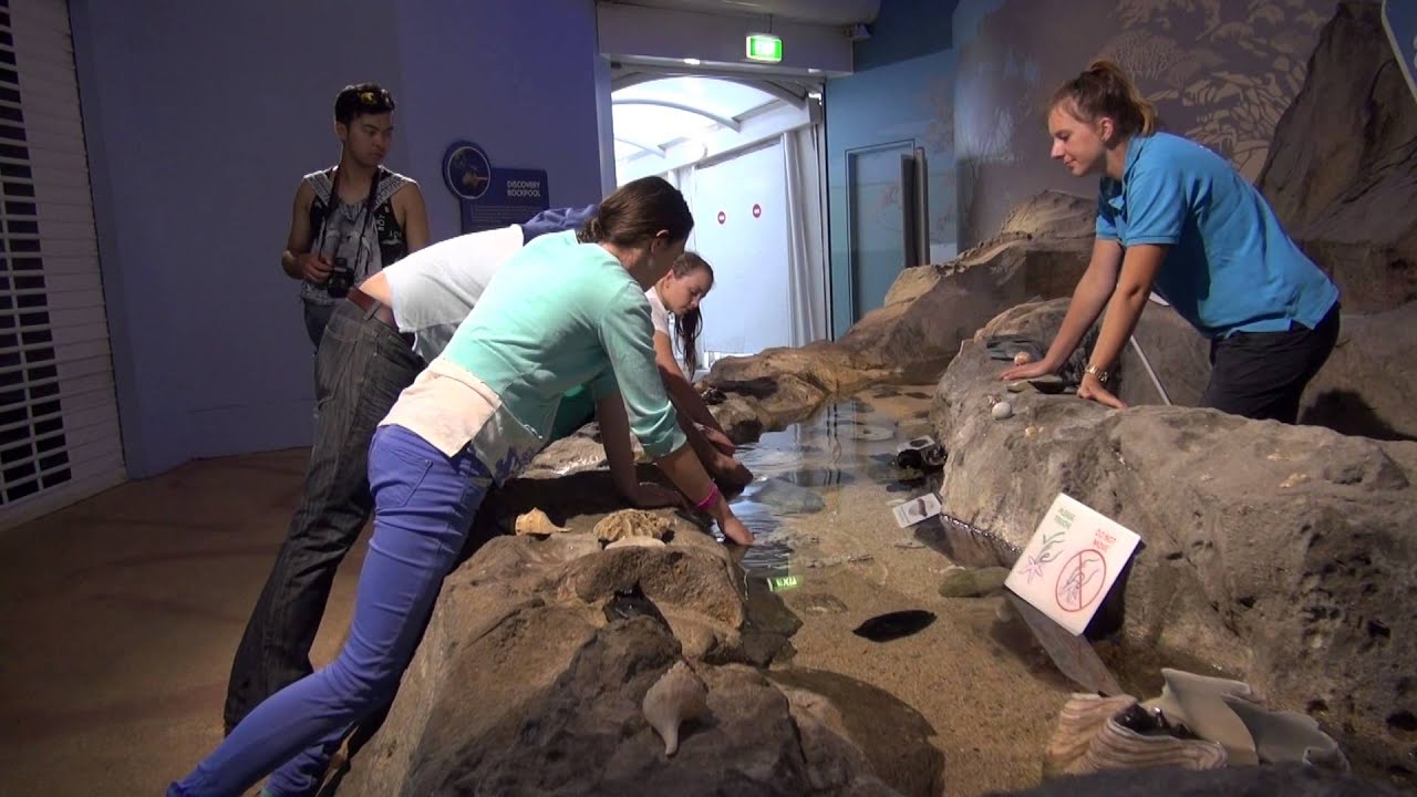 Kids View: Sydney SEA LIFE Aquarium (Insider tips from local kids)