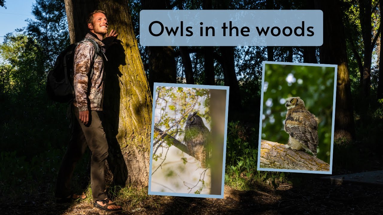 Owl Photography at its best! Finding 3 Great Horned Owl families. Nests, adults, chicks, all of it!