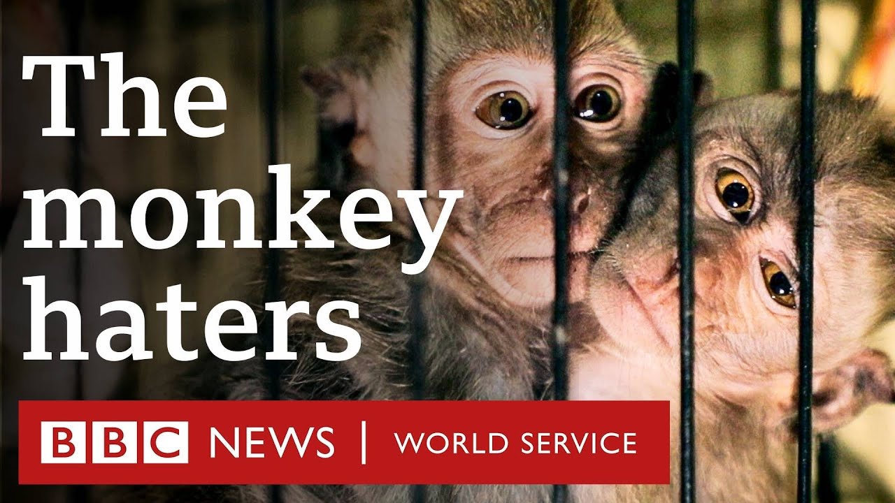 Saving Mini: Inside the global network torturing baby monkeys – BBC World Service