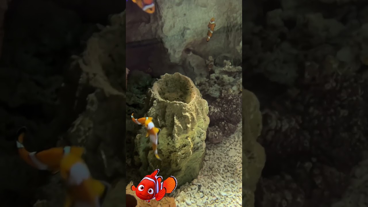 Things to do in Dallas, Tx | Family edition| Dallas children’s aquarium 2023