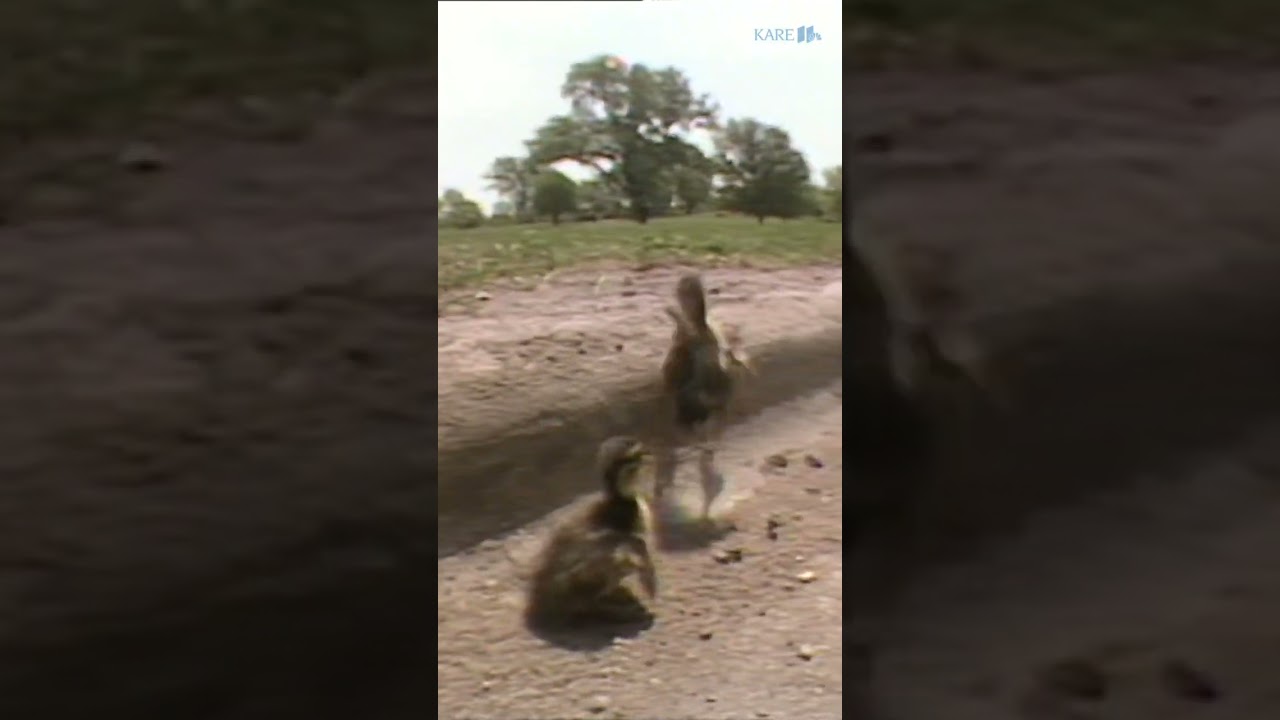 A little inspiration from the #KARE11 Archives, courtesy of baby ducks (watch til the end!). #shorts
