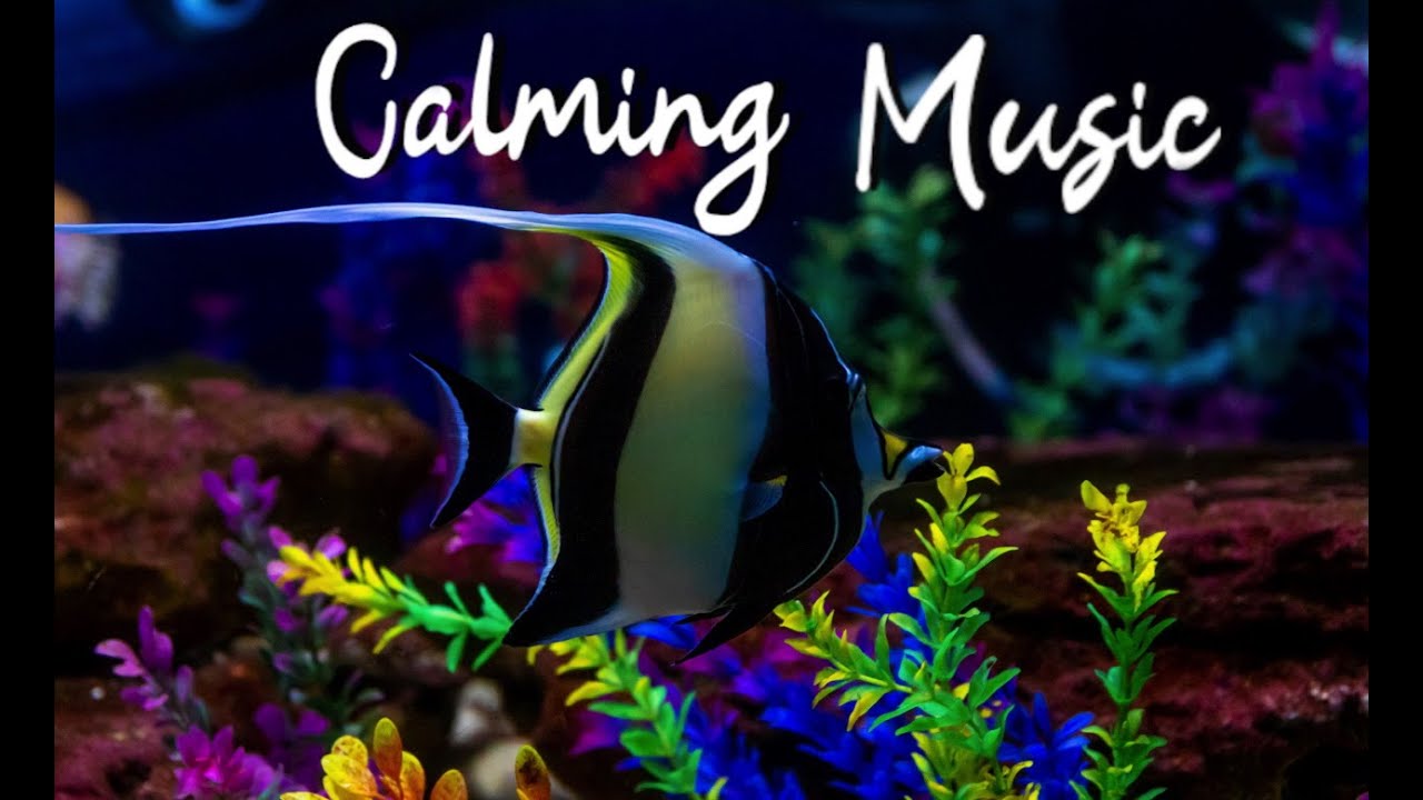 Calming Music & Peaceful Aquarium Ambience