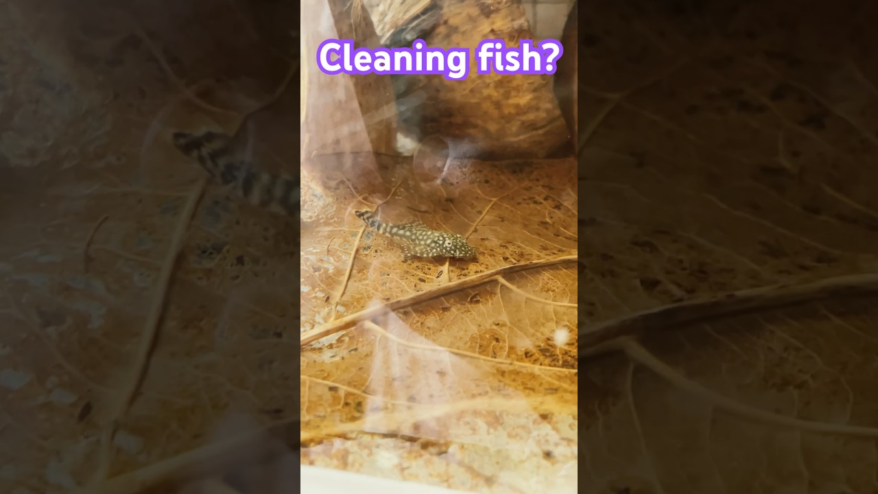 Cleaning fish #fishvideo #aquarium #aquariumfish #catfish #cleaning #nature #photography #shorts